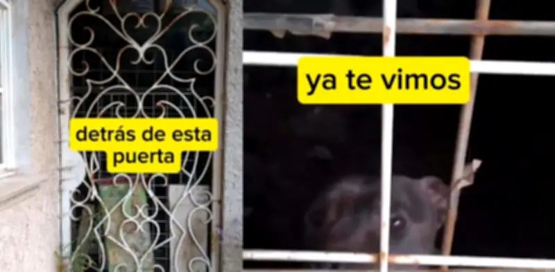 Perrita abandonada en Tlalpan conmueve a vecinos y redes sociales