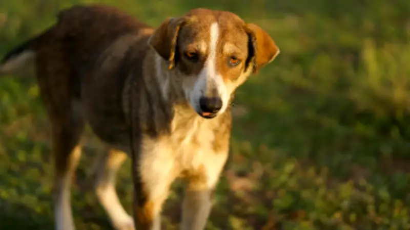 Perro Caramelo: La Historia Detrás de la Nueva Raza Mexicana Reconocida
