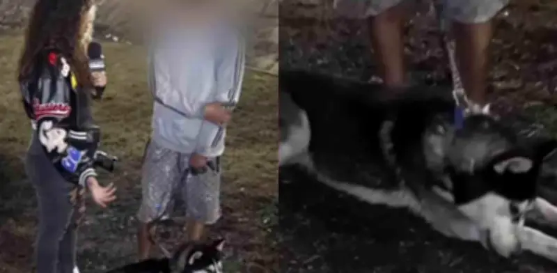 Perro Husky Salva a Joven en Situación de Calle de Explosión en Iztapalapa