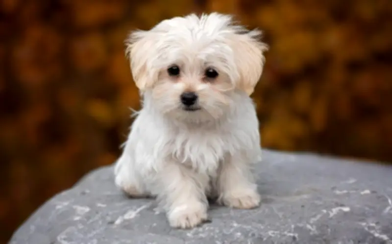 Perros que no crecen: razas miniatura ideales para departamentos