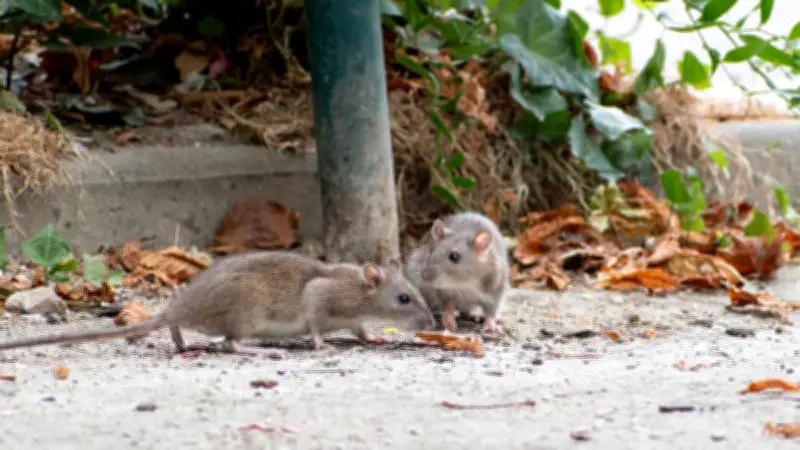 Plaga de Ratas en Hospital ISSSTE de Culiacán Genera Alarma Sanitaria