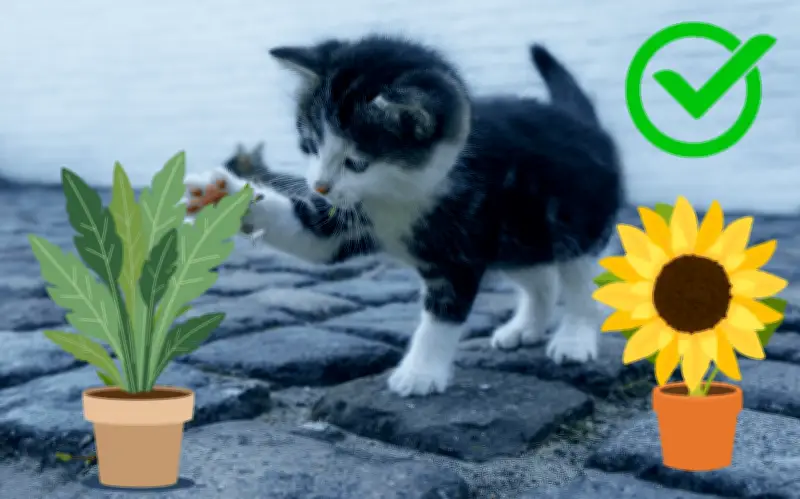 Plantas y Flores Seguras para Gatos: Guía para Evitar Intoxicaciones en el Hogar