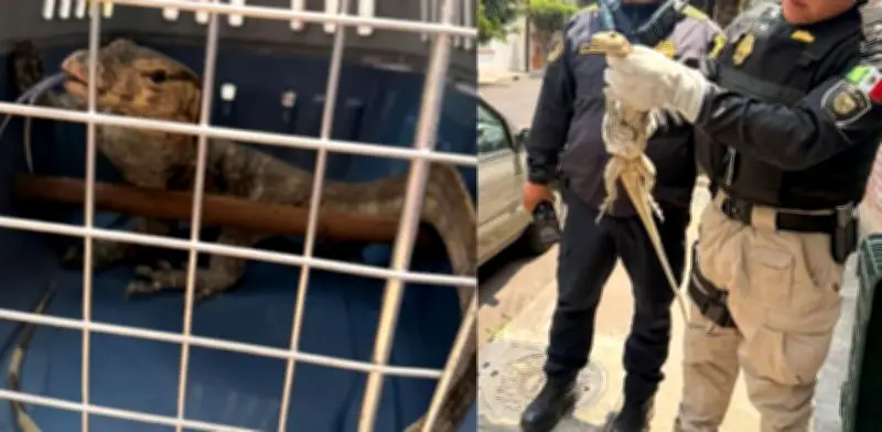 Policías capitalinos rescatan a lagarto varano en calles de Benito Juárez