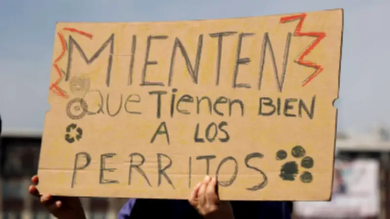 Polémica en Tecámac: Senadora de Morena admite ejecución masiva de perros en video