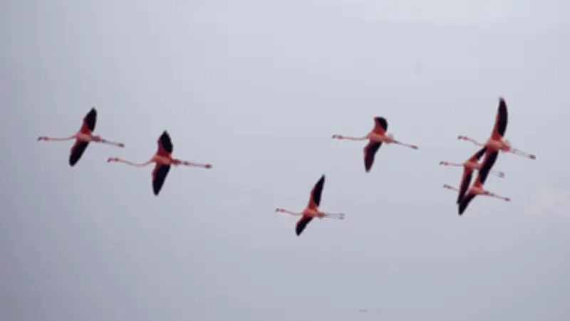 Polémica en Yucatán: influencer altera hábitat de flamencos con música a alto volumen