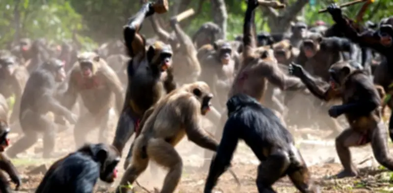 Primera 'Guerra Civil' entre Chimpancés Documentada en Uganda: Planificación y Coordinación de Ataques