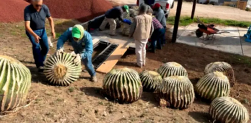 Profepa asegura 33 biznagas burra en Hidalgo, especie en peligro de extinción