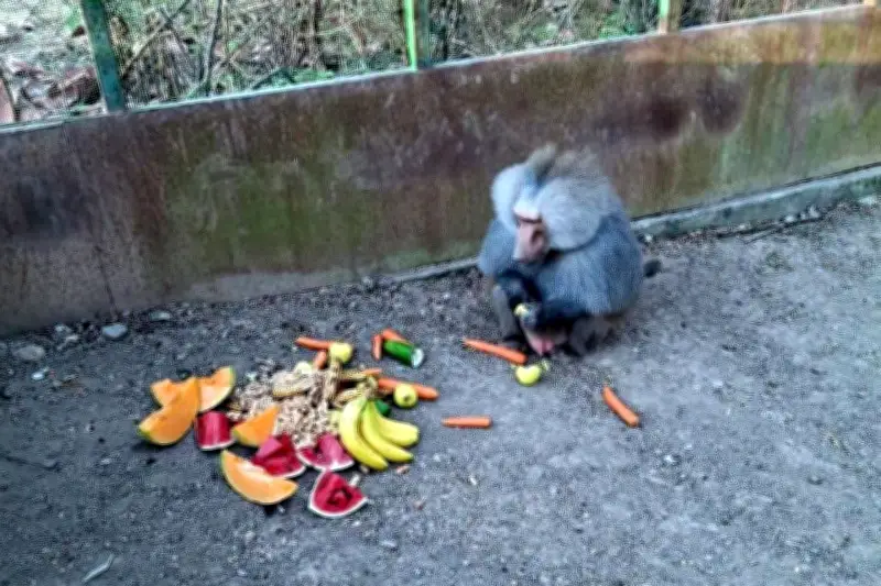 Profepa Captura a Babuino que Escapó en Santiago, Nuevo León