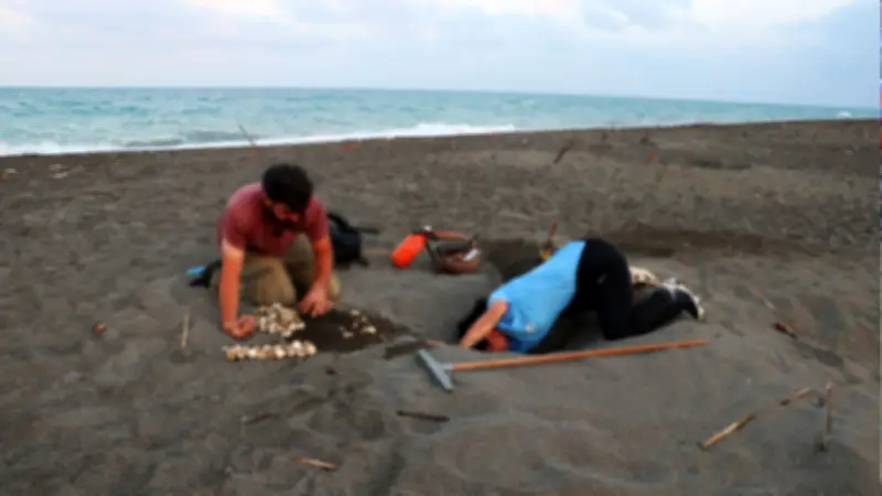 Profepa y Conanp investigan saqueo de huevos de tortuga golfina en Playa Escobilla, Oaxaca