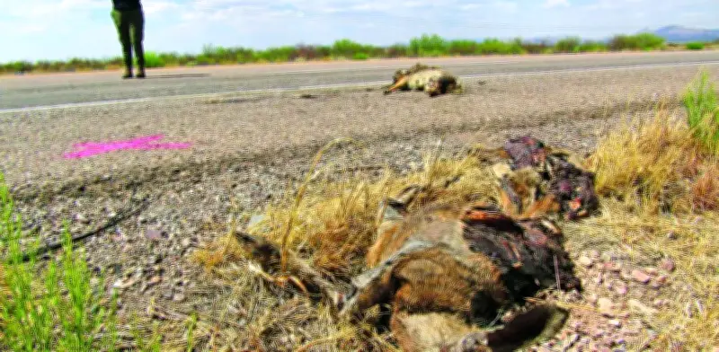 Proponen pasos de fauna en carreteras para evitar atropellos de animales