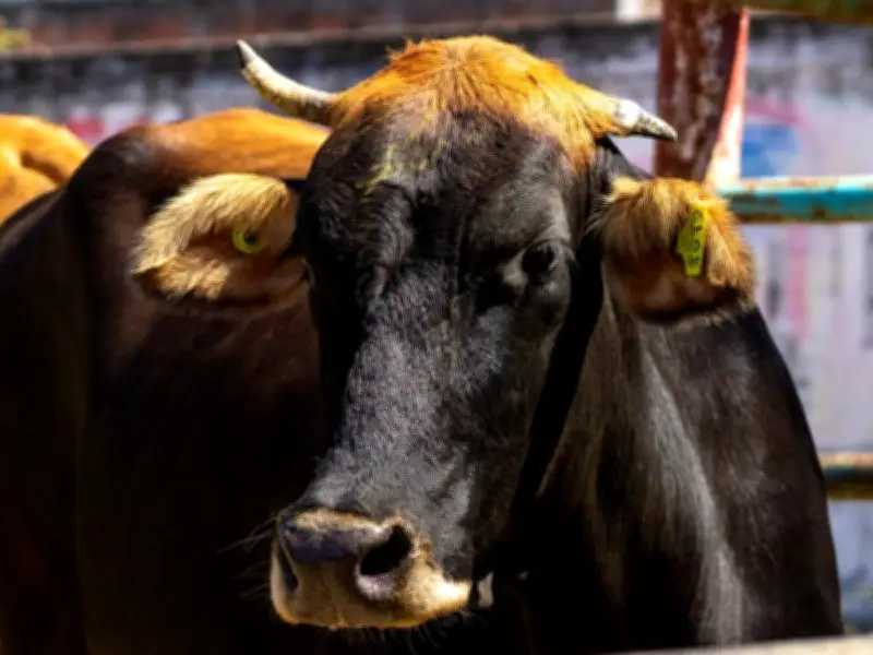 Puebla se consolida como referente nacional en control del gusano barrenador del ganado