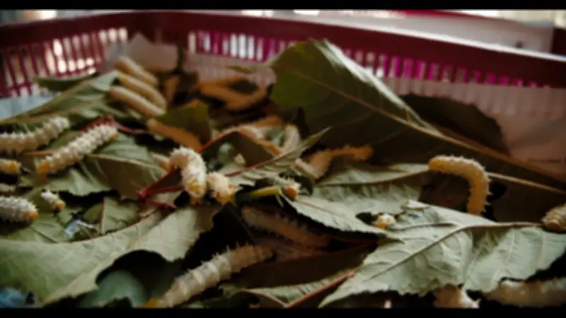 Árboles de nuez en Coahuila: plagas atacan por falta de agua