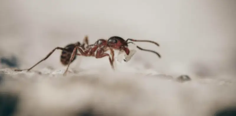 Remedios Naturales para Eliminar Hormigas de la Cocina de Forma Efectiva