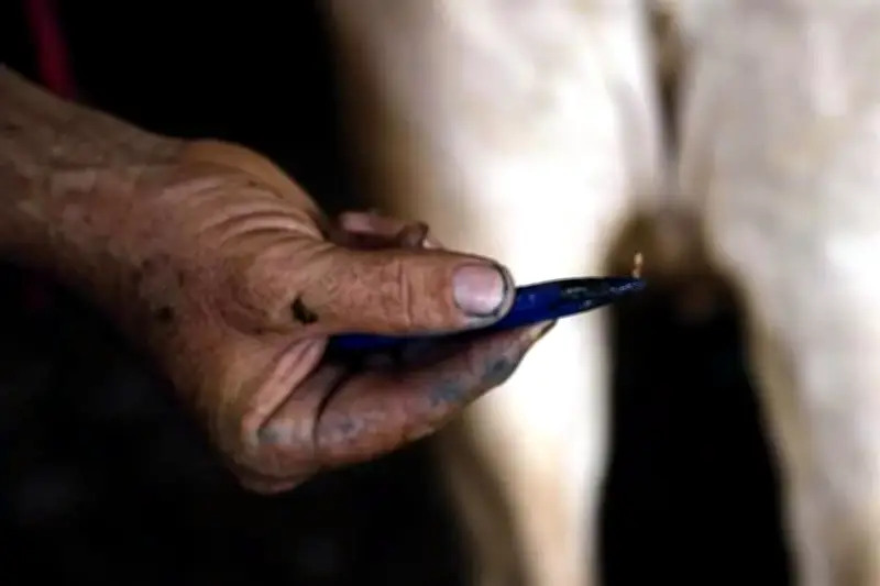 Repunte de gusano barrenador en Tamaulipas preocupa a ganaderos