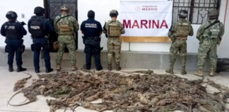 Rescatan 161 iguanas verdes vivas en terminal de Oaxaca; 31 mueren por maltrato