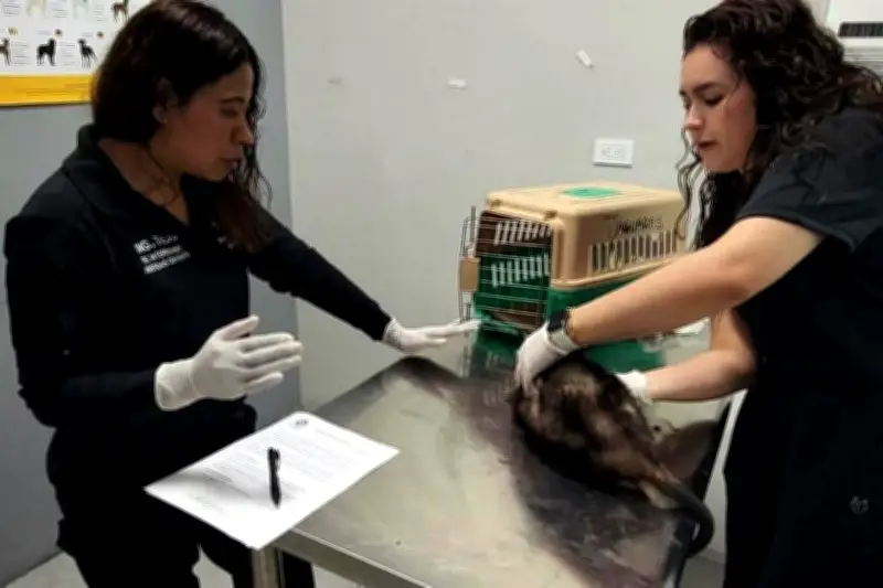 Rescatan 36 animales en Santa Catarina: perros, gatos y aves en situación de abandono