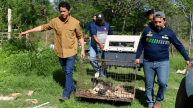 Rescatan a 40 animales en abandono crítico en predio de Yucatán tras denuncia ciudadana