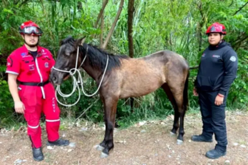 Rescatan a caballo en Monterrey tras escapar de predio y deambular por calles