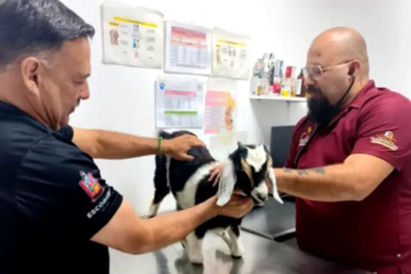 Rescatan a chiva de maltrato en Nuevo León; autoridades buscan responsables