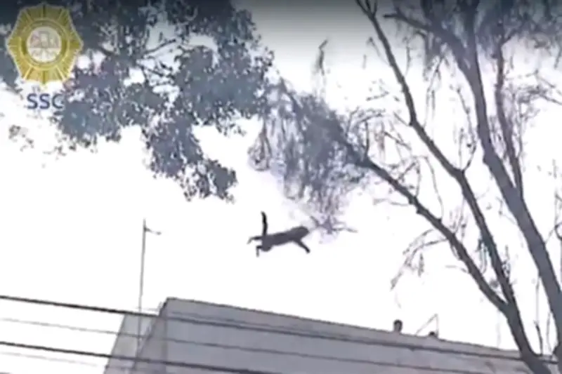 Rescatan a gatito tras tres días atrapado en árbol de Benito Juárez