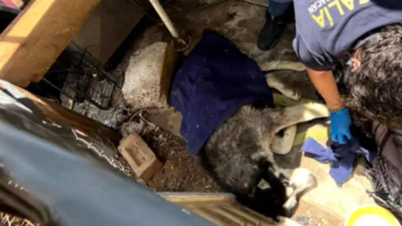 Rescatan a husky abandonado en Morelia con gusano barrenador