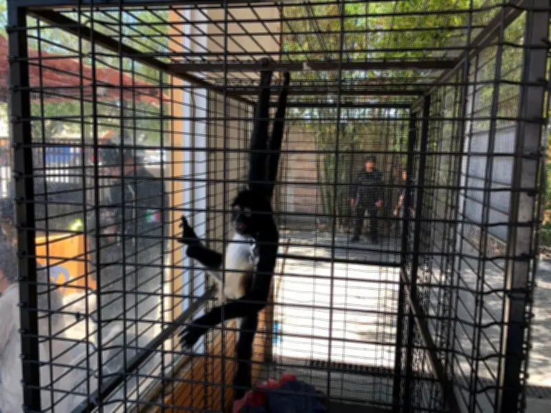 Rescatan mono araña en cautiverio en tienda de Jalostotitlán, Jalisco