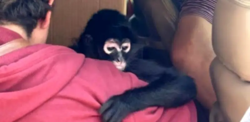 Rescatan mono araña en Hidalgo y detienen a dos personas por tráfico ilegal de fauna