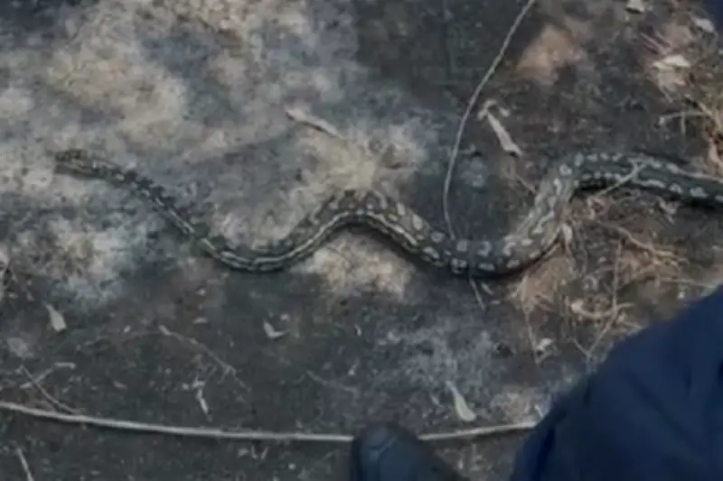 Rescatan pitón de 3 metros en Santa Fe; autoridades la trasladan a zoológico