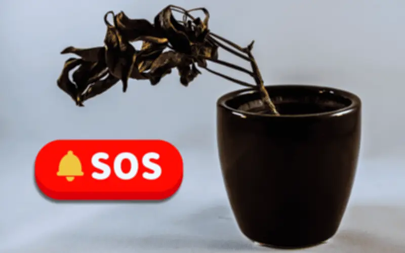 Revive tu planta seca o amarilla con este truco casero de café y miel