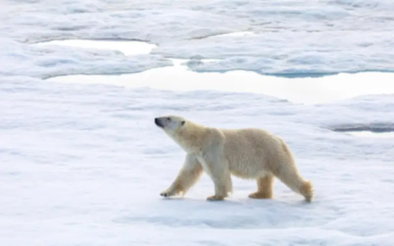 Safari polar en el Ártico: una aventura única en Svalbard