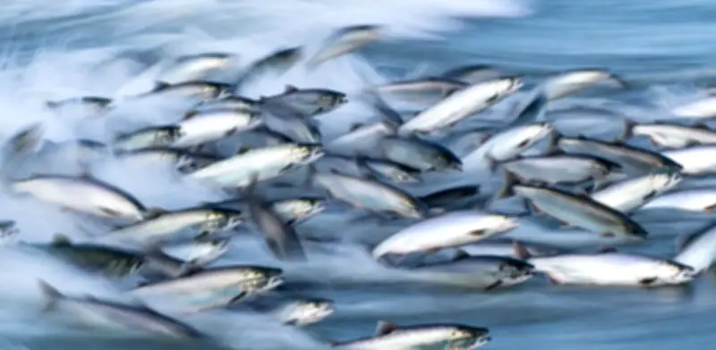 Salmones expuestos a cocaína nadan más lejos y alteran ecosistemas acuáticos