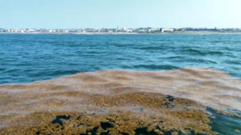 Sargazo invade playas de Coatzacoalcos en Veracruz durante fin de semana vacacional