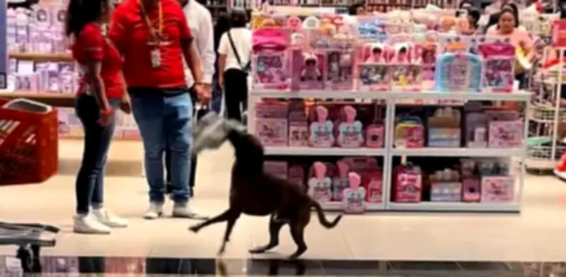 Se unen para comprar peluche a perrito callejero en Mérida