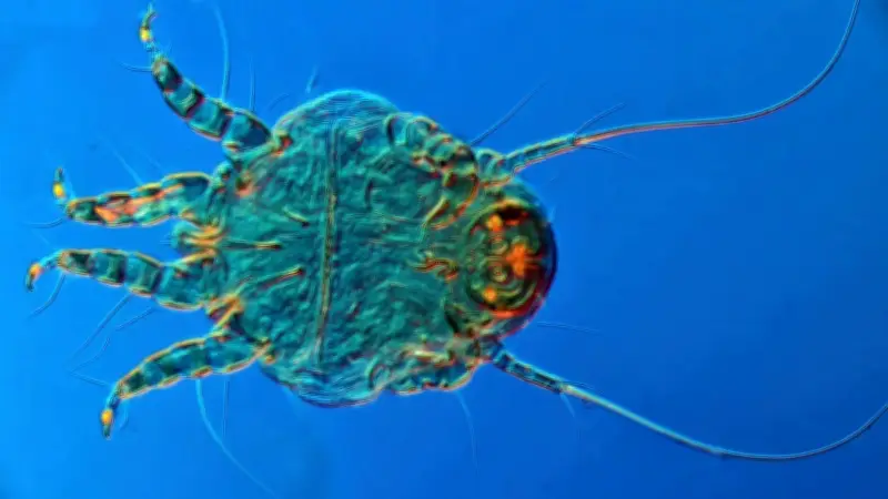 Secretaría de Salud CDMX alerta: Peluches esconden ácaros que generan alergias graves