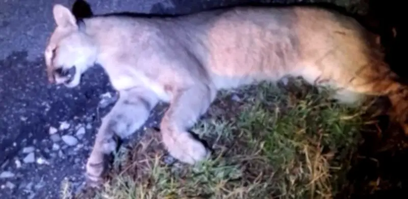 Segundo puma atropellado en carretera Saltillo-Monclova en menos de dos semanas