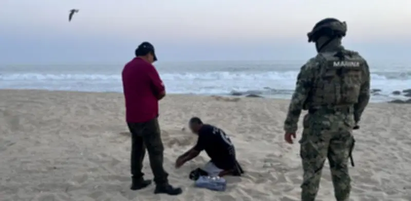 Semar y Profepa rescatan 2 mil huevos de tortuga golfina en santuario de Oaxaca