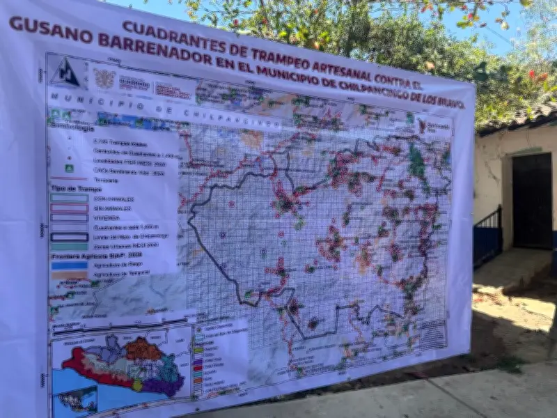 Sembrando Vida combate al gusano barrenador con trampas y ciencia