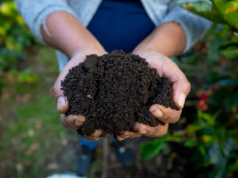 Sembrando Vida impulsa 16,706 biofábricas comunitarias para agricultura sustentable