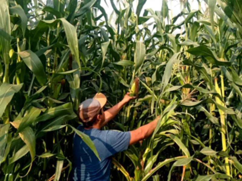 Sembrando Vida rescata 54 razas de maíz nativo con Parcelas Agroecológicas