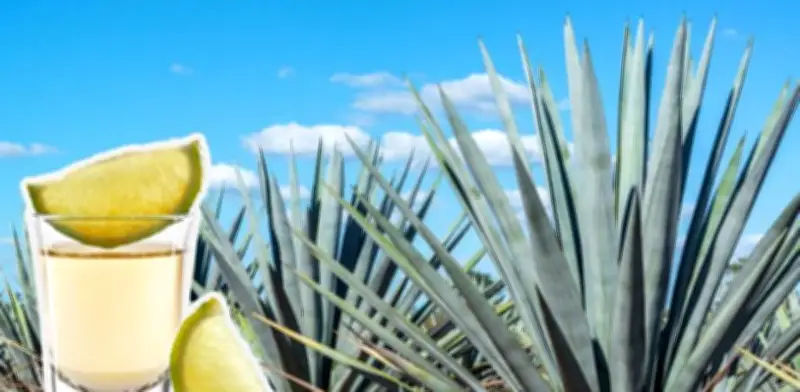 Senado declara 24 de julio como Día Nacional del Tequila por unanimidad