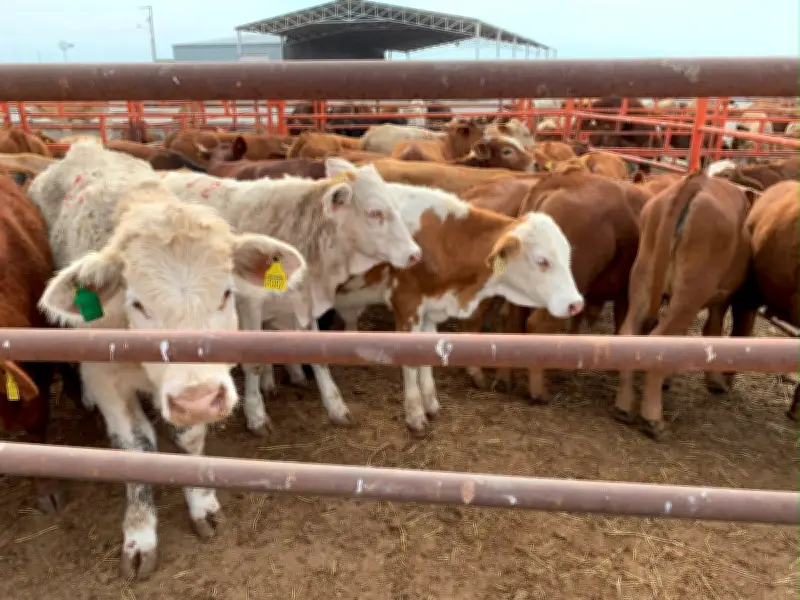 Senasica refuerza operativo contra gusano barrenador en noreste de México