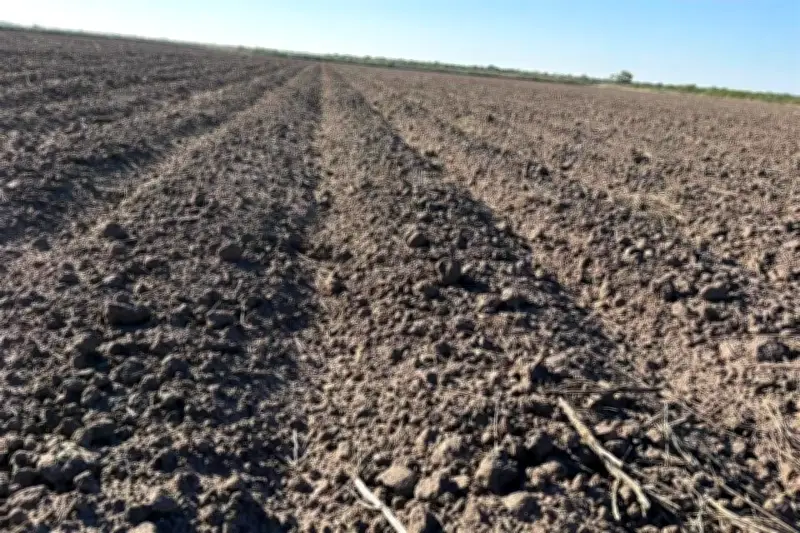 Tamaulipas enfrenta crisis agrícola: Miles de hectáreas quedan sin sembrar
