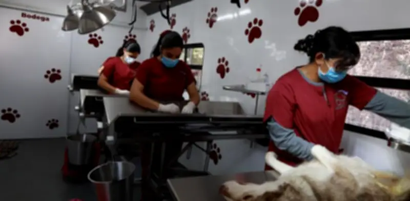 Tecámac refuerza esterilización gratuita y anuncia albergue temporal para animales