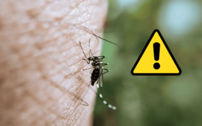 Temporada de calor: Trucos efectivos para evitar la invasión de mosquitos en el hogar