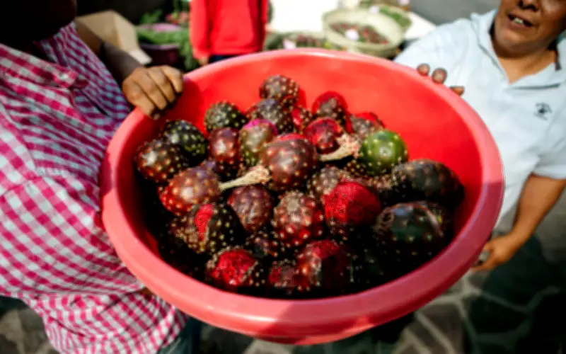 Temporada de pitayas en México: cómo diferenciarlas de la pitahaya y aprovechar sus beneficios