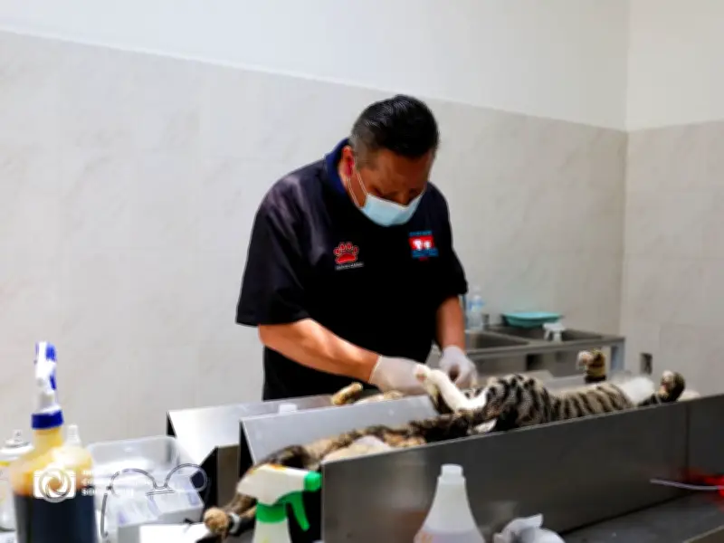 Texcoco esteriliza 198 perros y gatos en exitosa jornada gratuita de bienestar animal