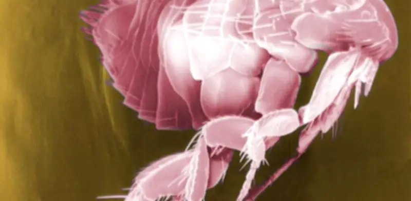 Tifus Alcanza Niveles Históricos: Síntomas, Contagio y Medidas de Prevención