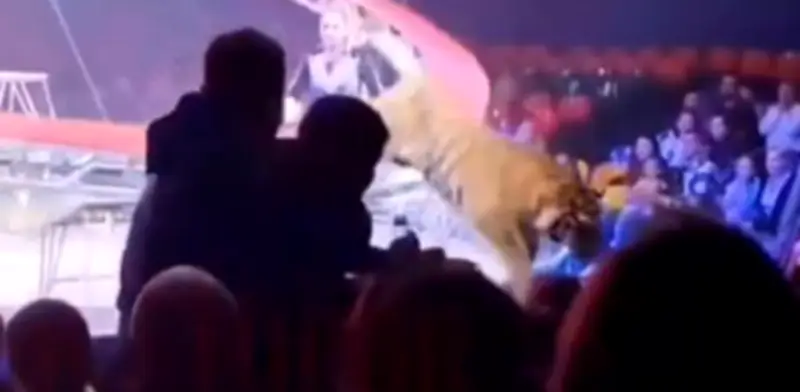 Tigre escapa en circo ruso y salta al público durante función, desatando pánico generalizado