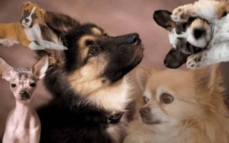 Top 5 de perros ideales para familias con niños: convivencia y alegría en el hogar