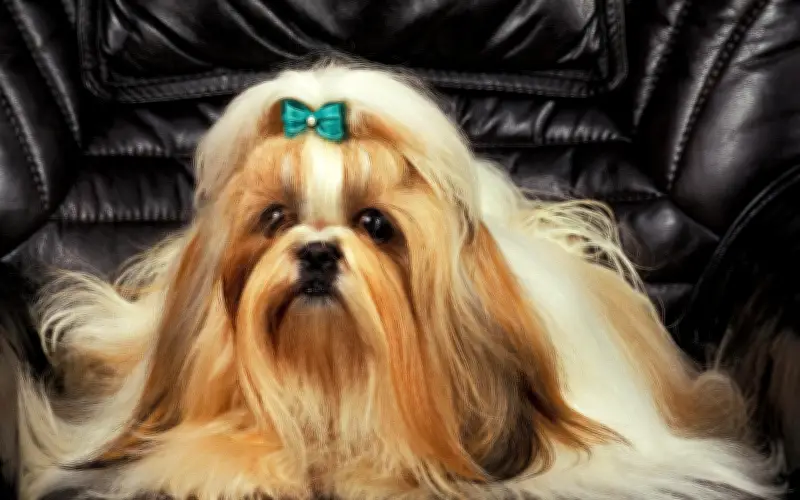 Top 7 de perros pequeños ideales para departamentos: Razas expertas para espacios reducidos